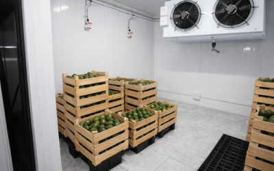 Cómo la ventilación protege la calidad de la palta peruana